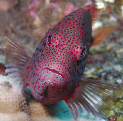 Grouper, Tulamben by Doug Anderson 